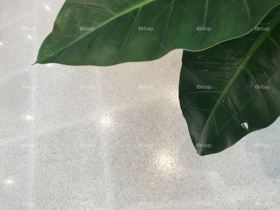 green leaves plant on above right corner of frame with white marble tile floor and circle of light on it