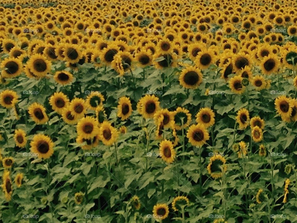 Sunflower Field 