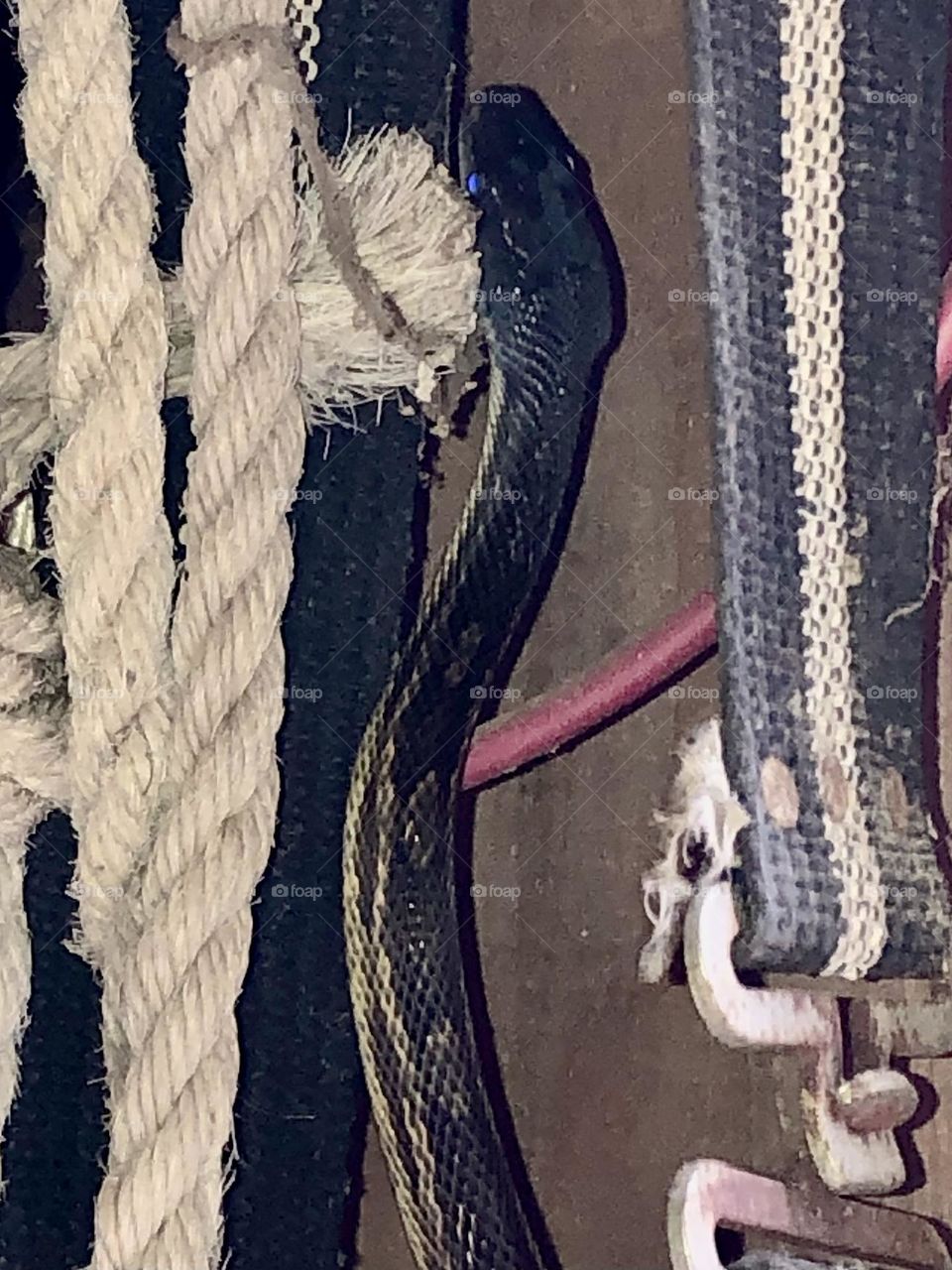 3 foot rat snake crawling up the wall in the barn!! I bet this is the same one I clicked a few months ago and he has grown!