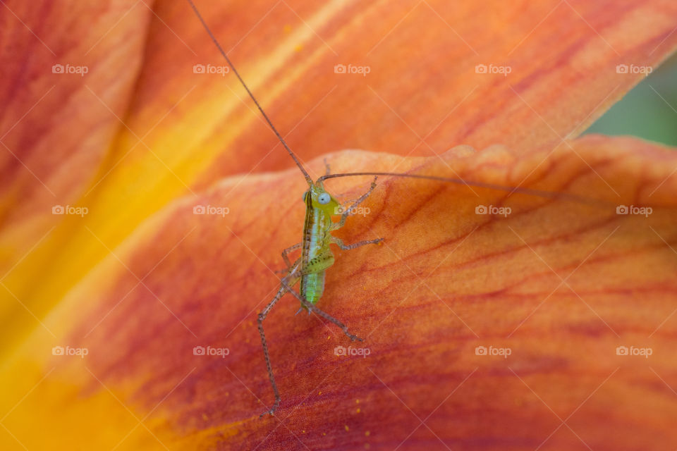 Baby Grasshopper on an Orange Lily Macro Close Up