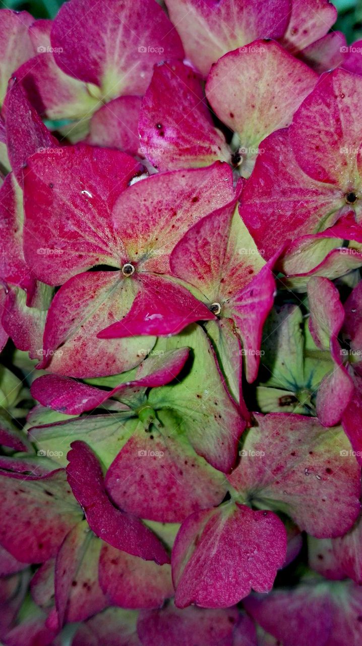 Flowers in the garden..after rain..