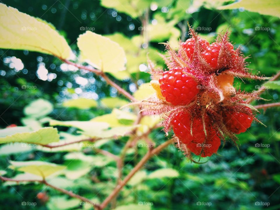 Berries 