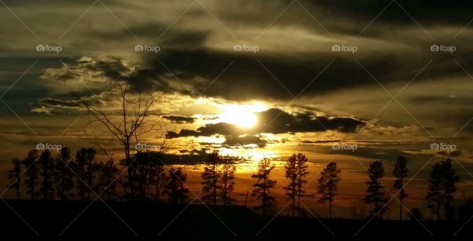 Trees at attention for sunset