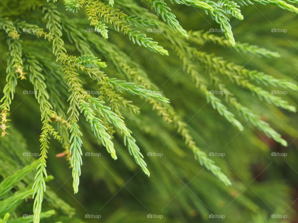 Evergreen / fir tree branches