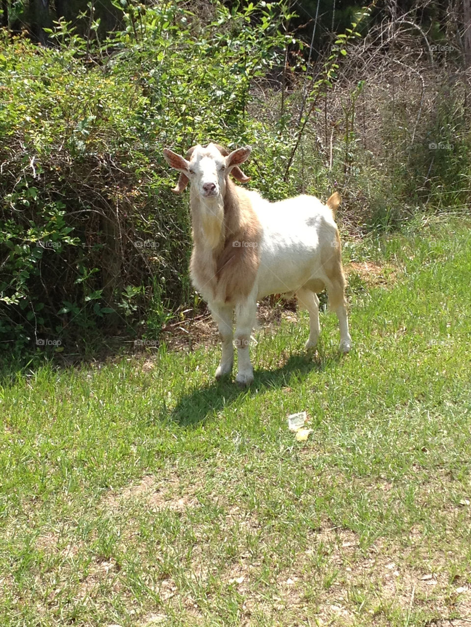 country farm goat by robinmc4
