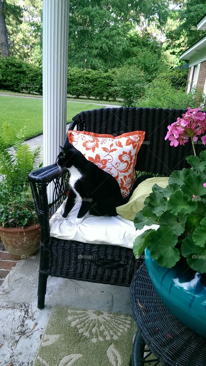 cat on porch