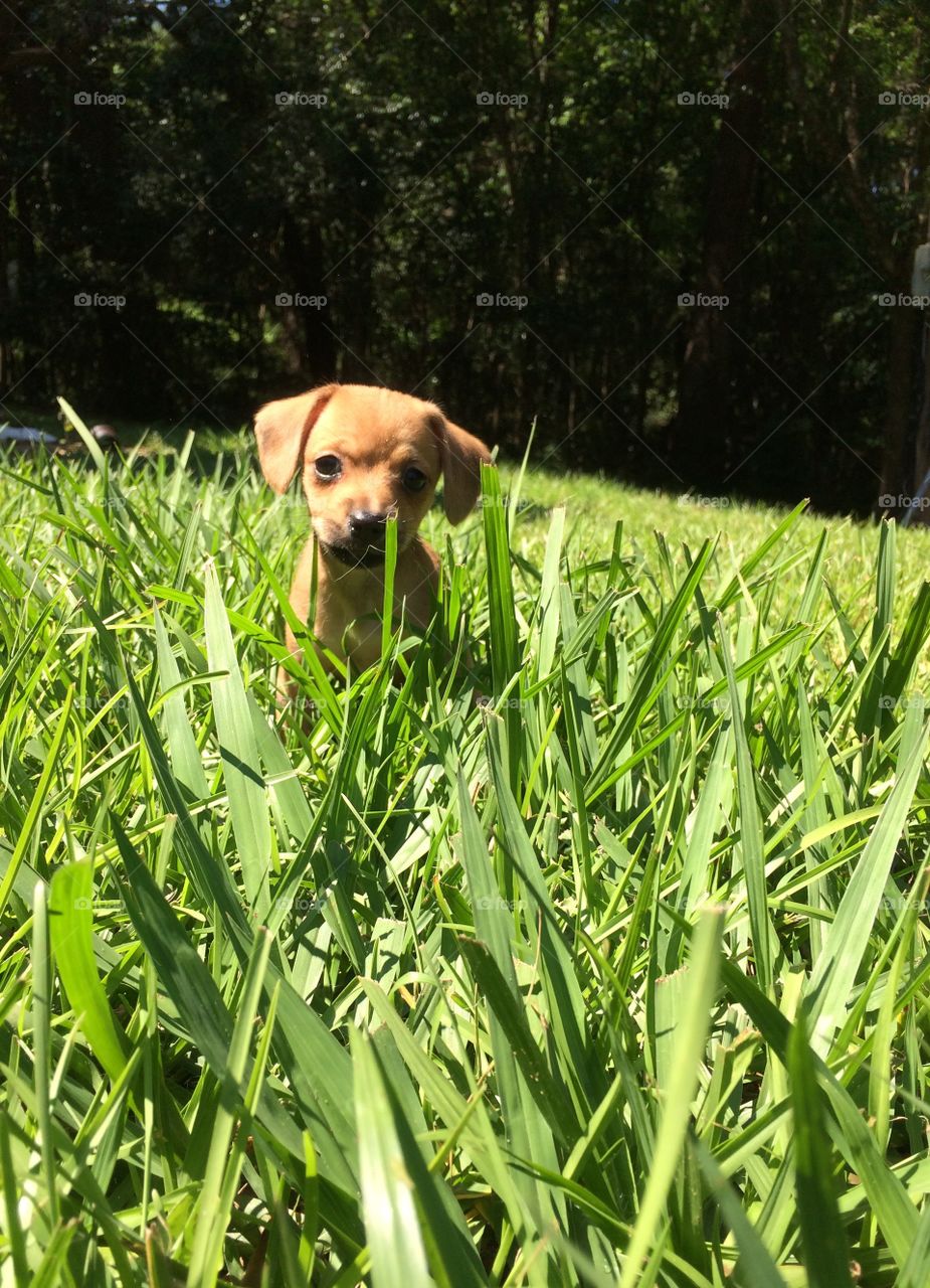 Little dog, tall grass 