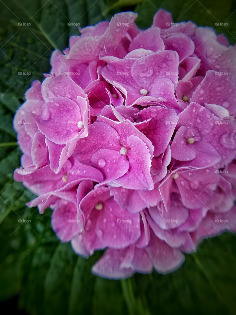 hydrangea flower