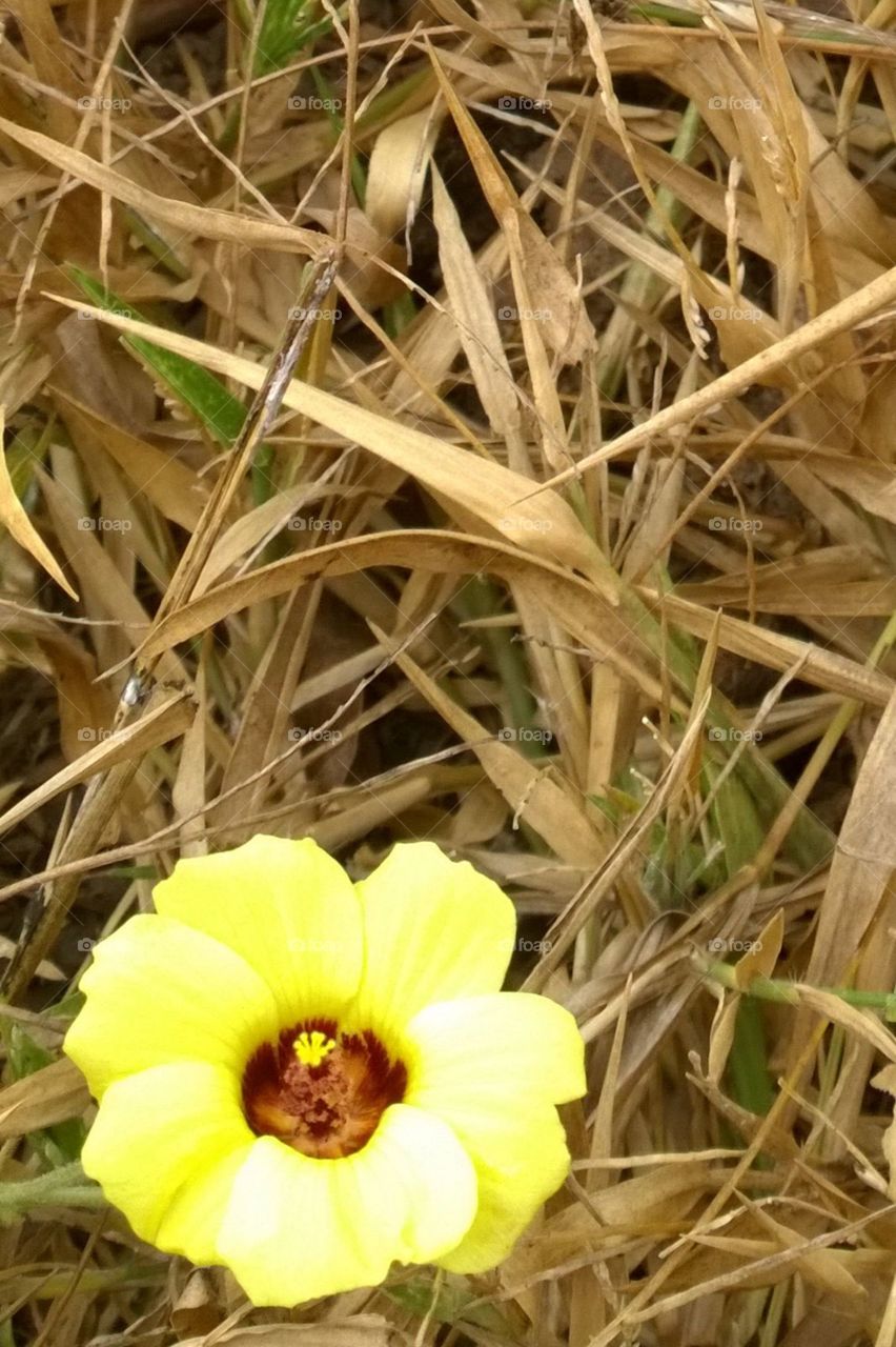 Flower by Câmera Canon sx50