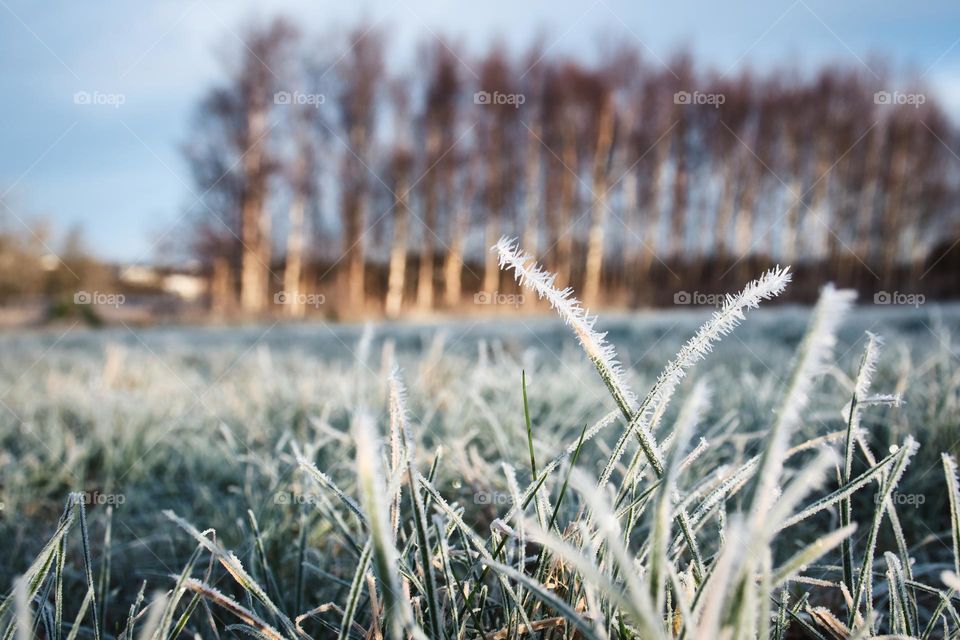 Winter begins, frozen grass at Riverside Park in Galway, Ireland