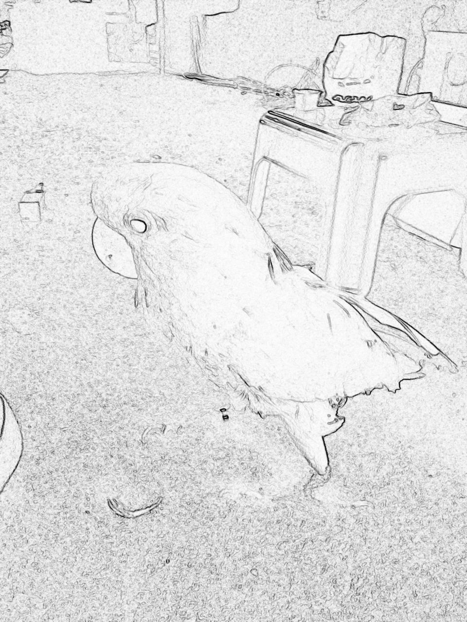 Salmon created cockatoo - Lavie the Cockatoo - digital sketch 