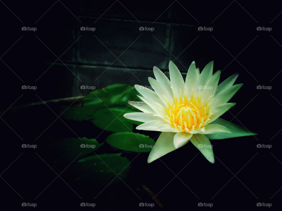 Close-up of a white water lily