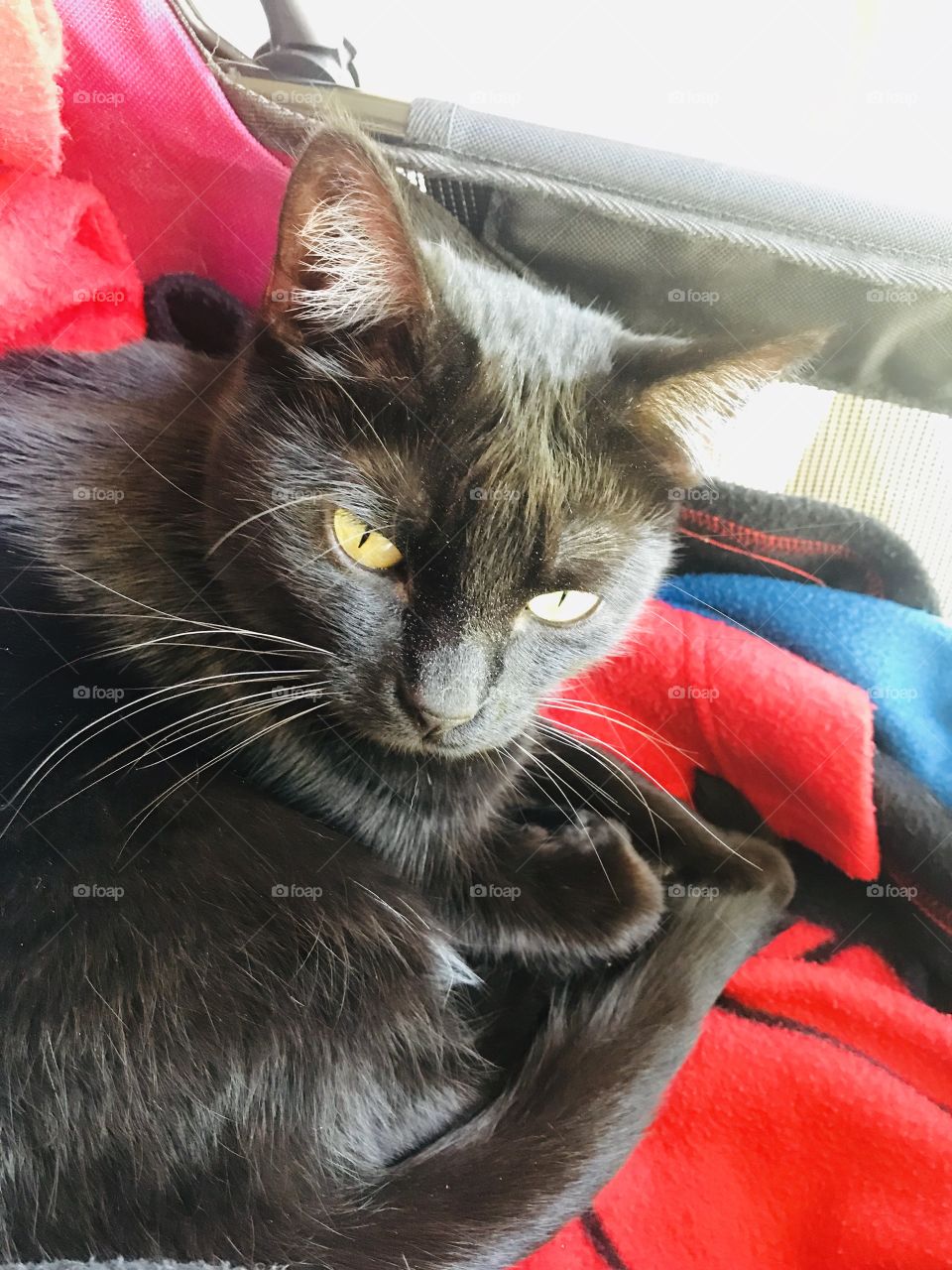 Adorable black kitty cat laying all cuddled up on blankets looking as adorable as she can!! 