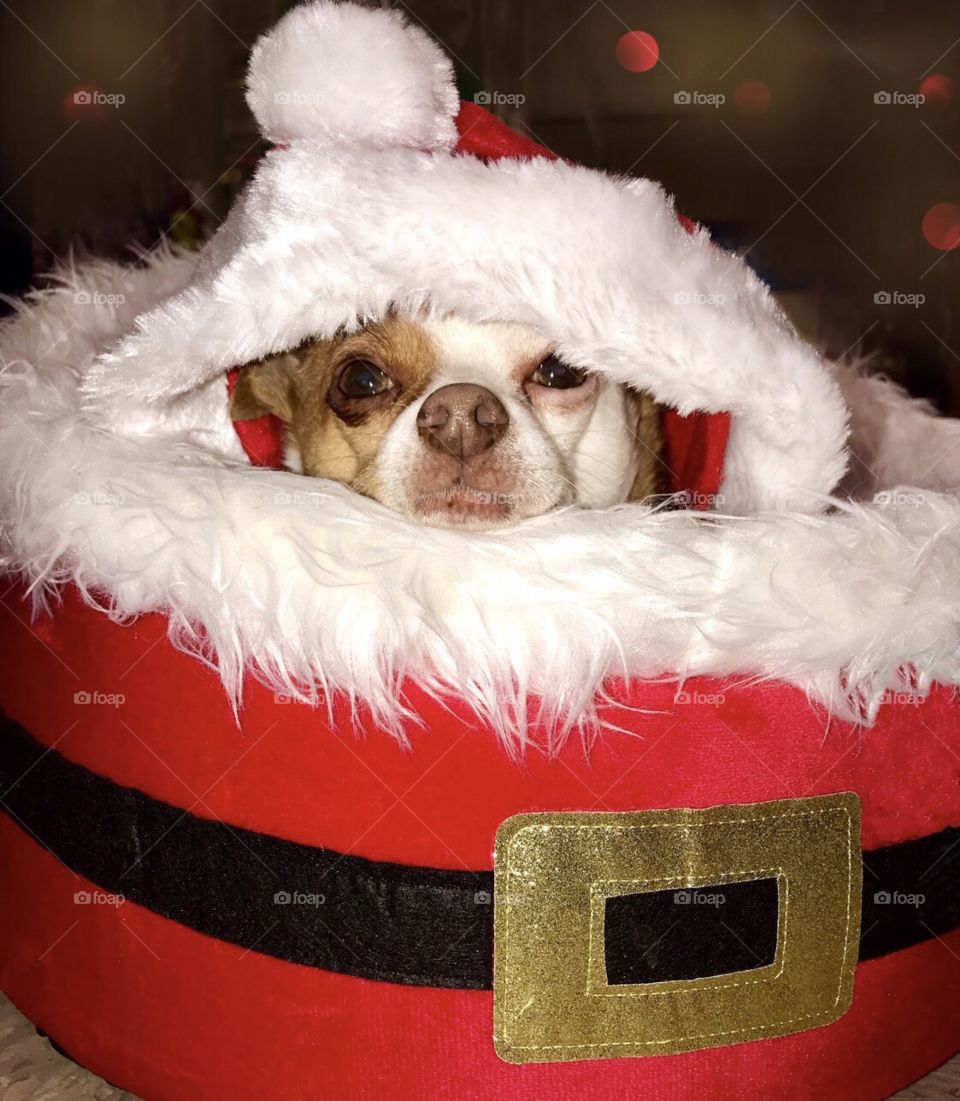 Dog relaxes in Santa suit and Santa bed 