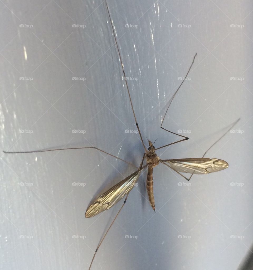 Large Mosquito 