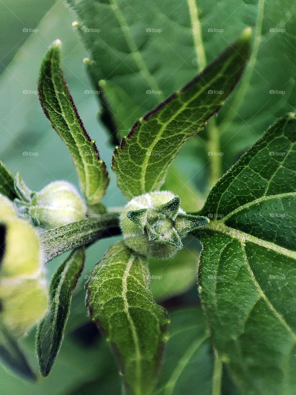 Macro photo of a summer plants