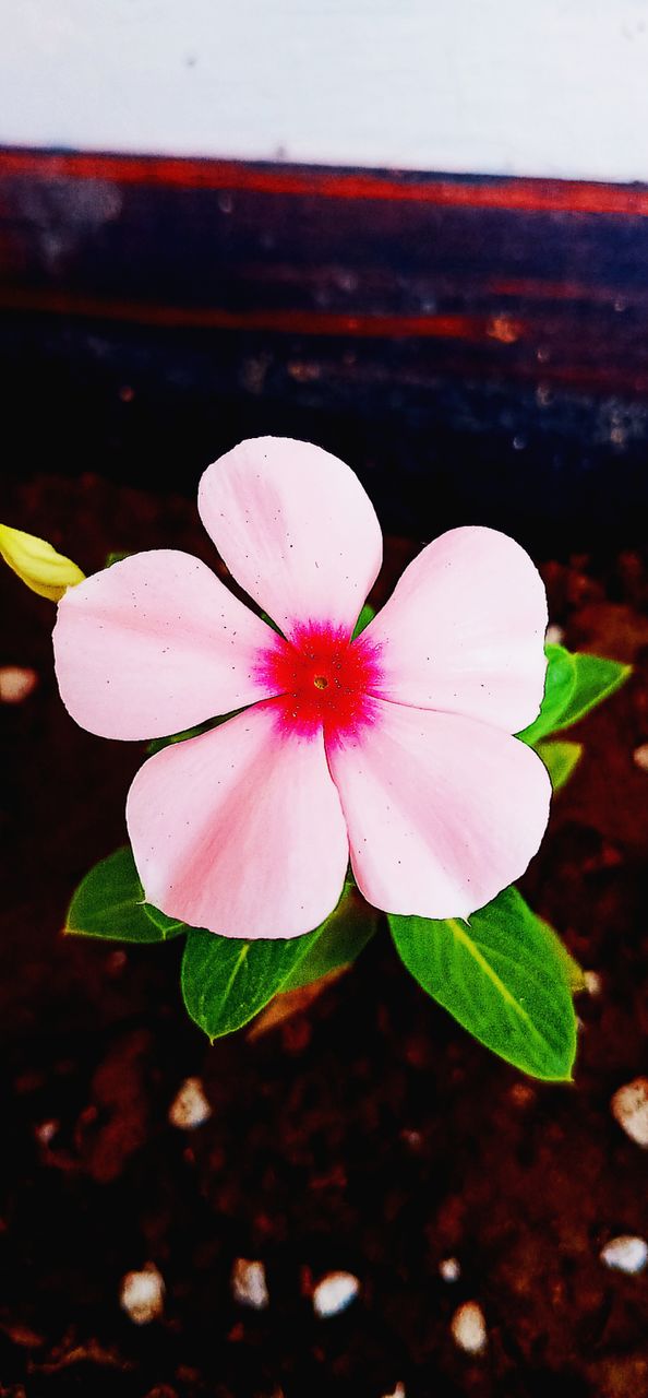 pink flower