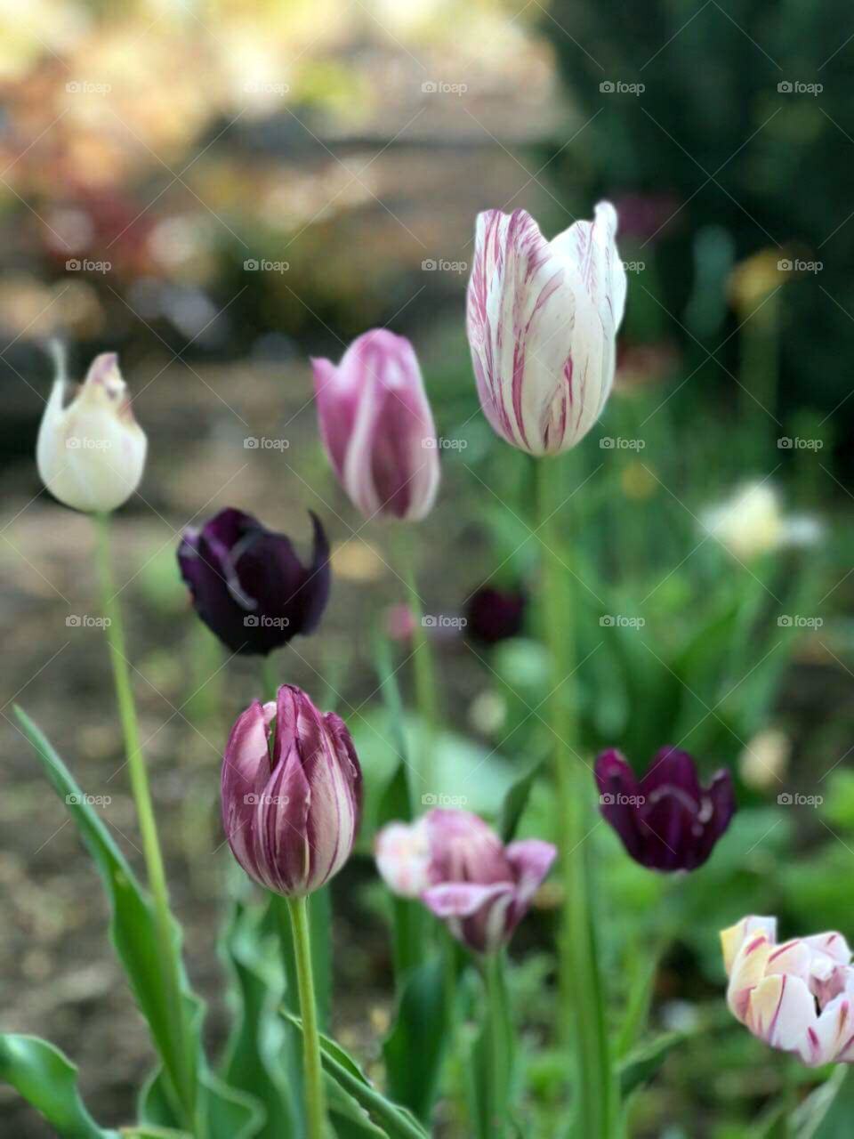 Spring tulips of pink-lilac shades