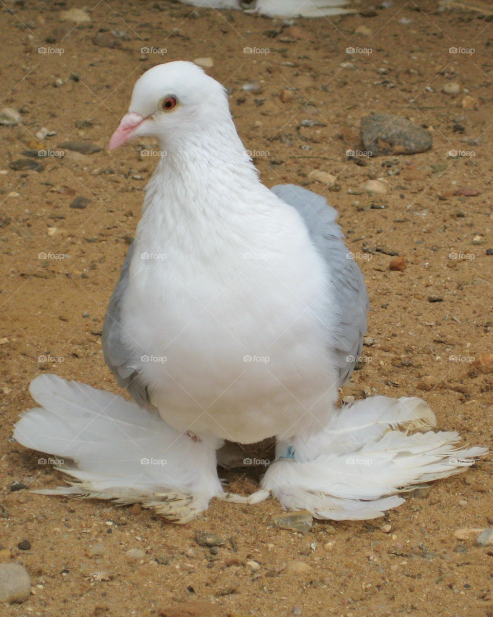 Pigeon 