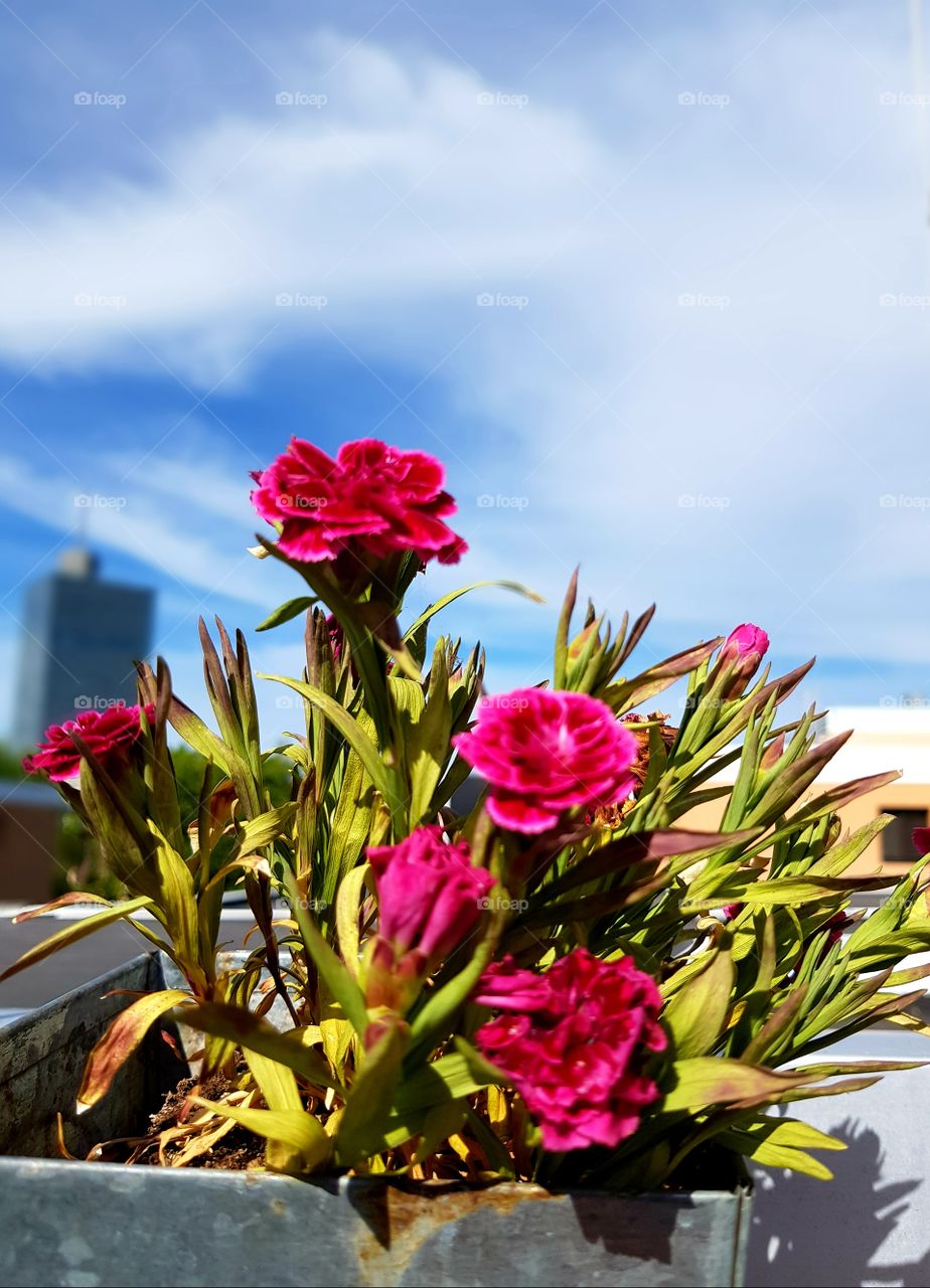 The flower of kista tower.