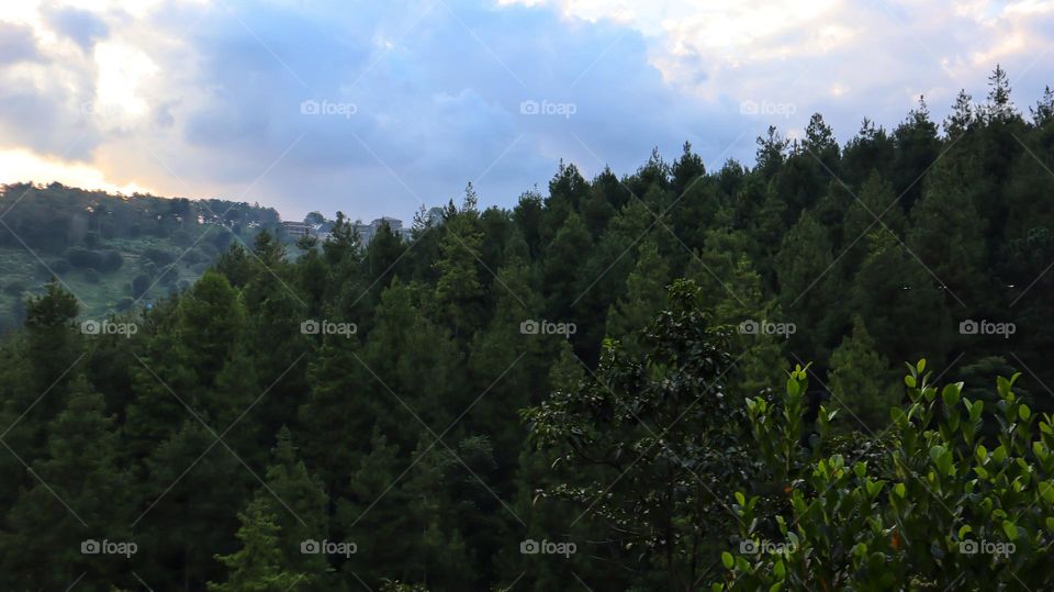 Landscape natural scenery of pine forest and hill with blue skies.