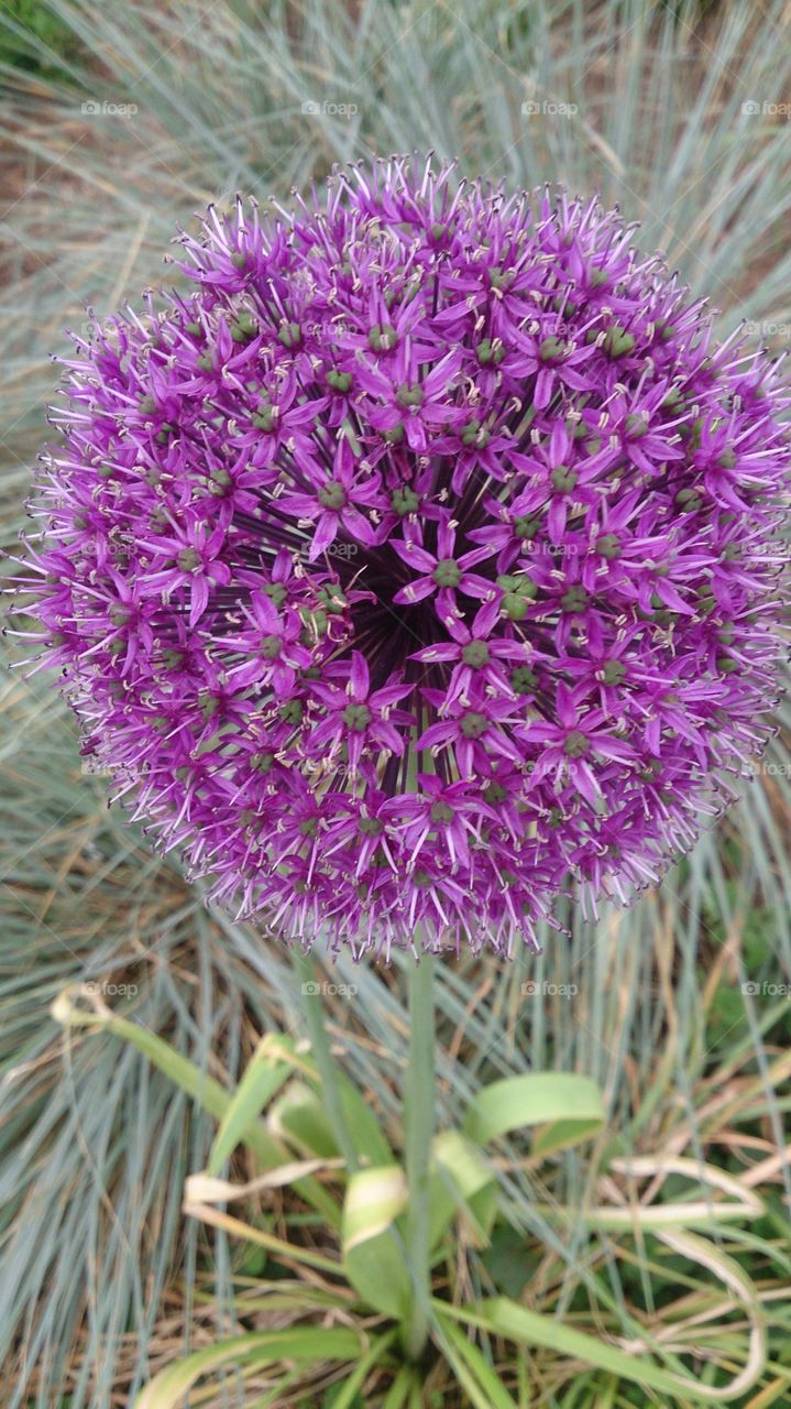 Flower Puff. Pretty purple spherical flower 