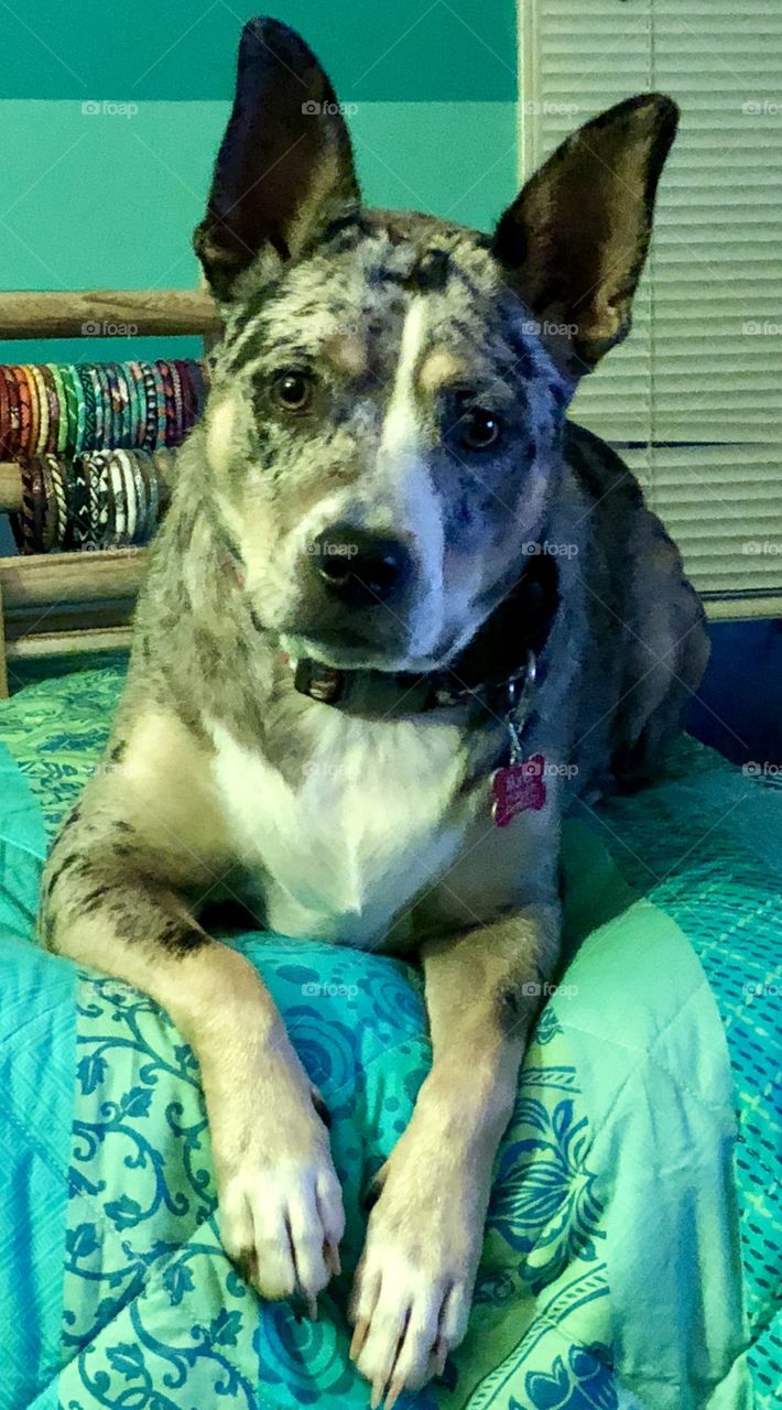 Catahoula leopard dog on a bed