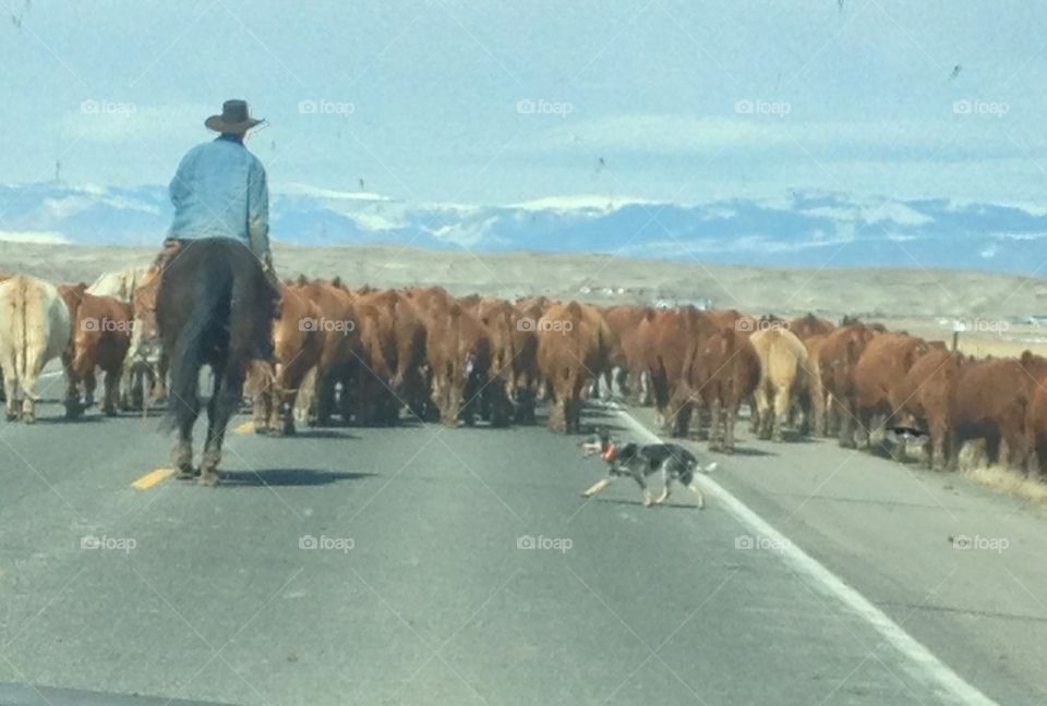 Montana traffic jam