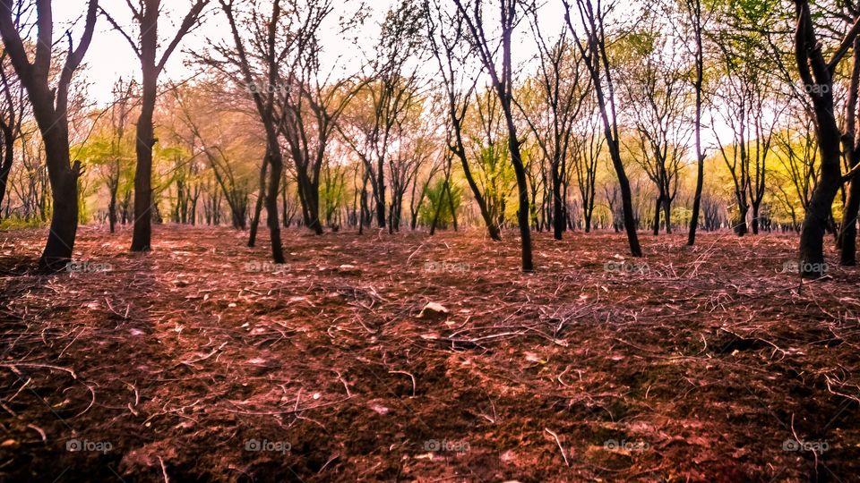 Silhouette of trees in forest during autumn