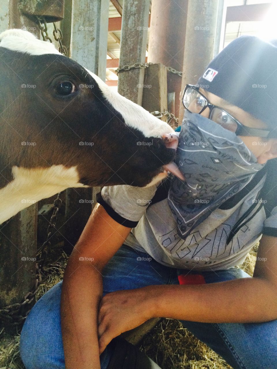 Do I know you?. This cow fell in love with my son.