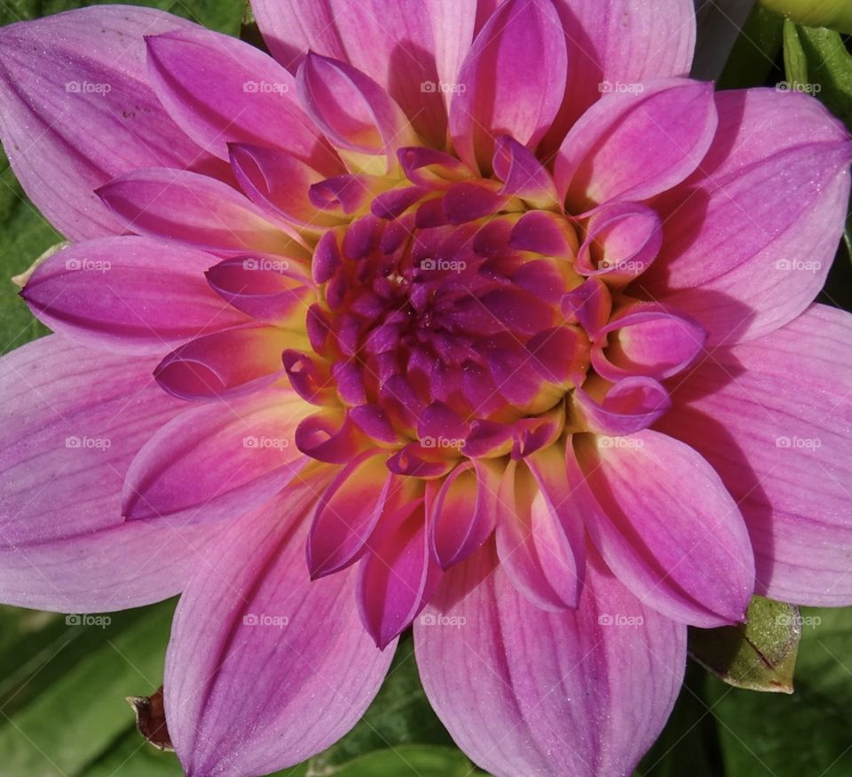 Pink dahlia