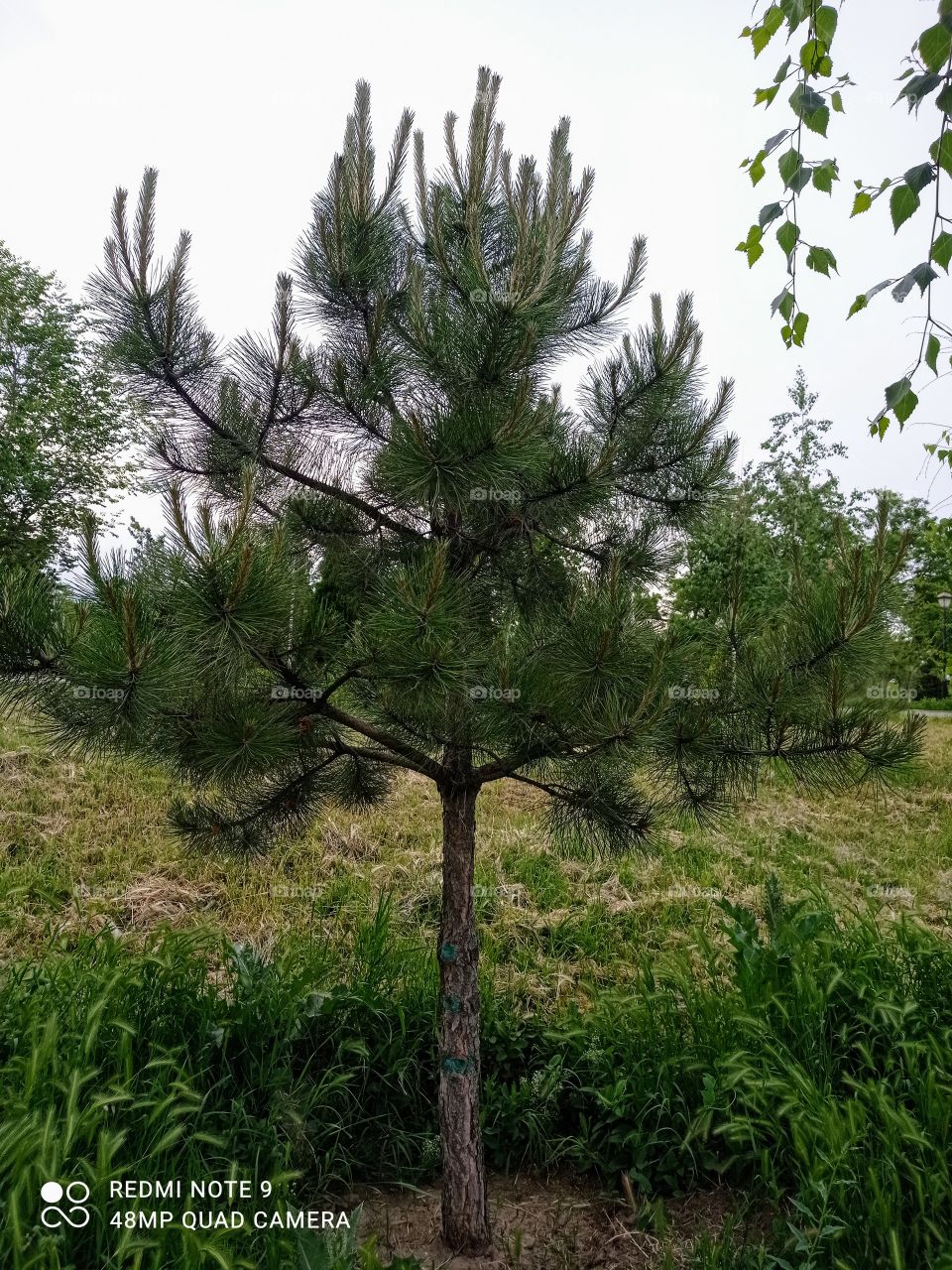 Pine tree in the park