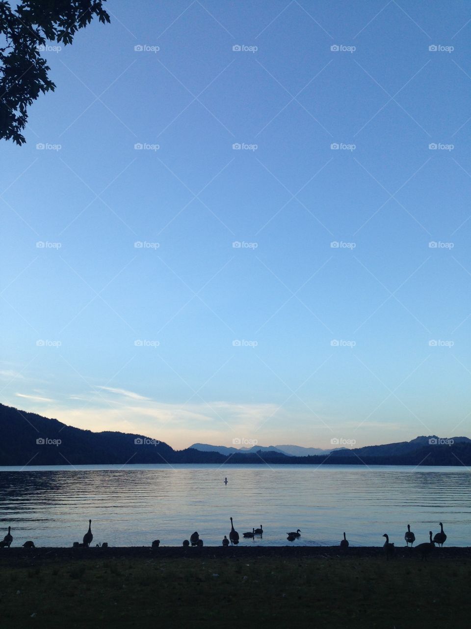 The Canadian Geese gather near the water.