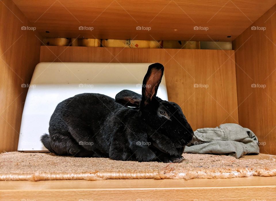 portrait of a domestic black rex rabbit