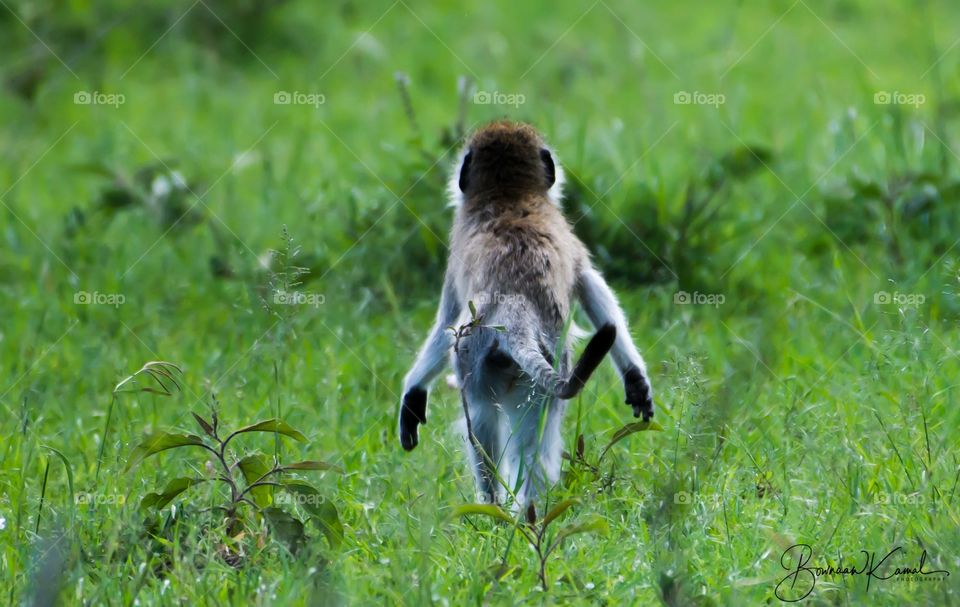 Vervet monkey (Chlorocebus pygerythrus)_Maasai Mara_Kenya