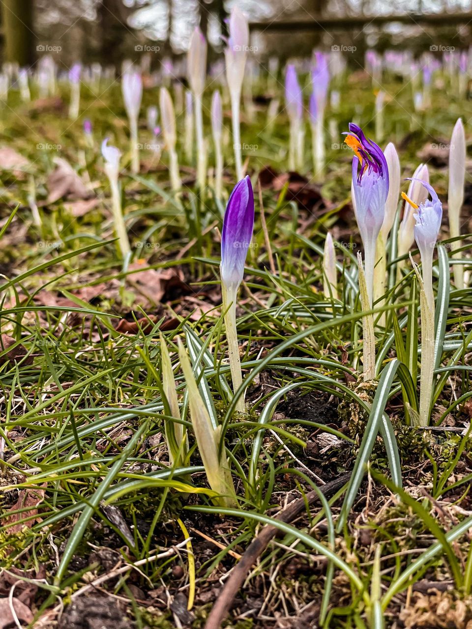 Buds sprung for springtime early in winter