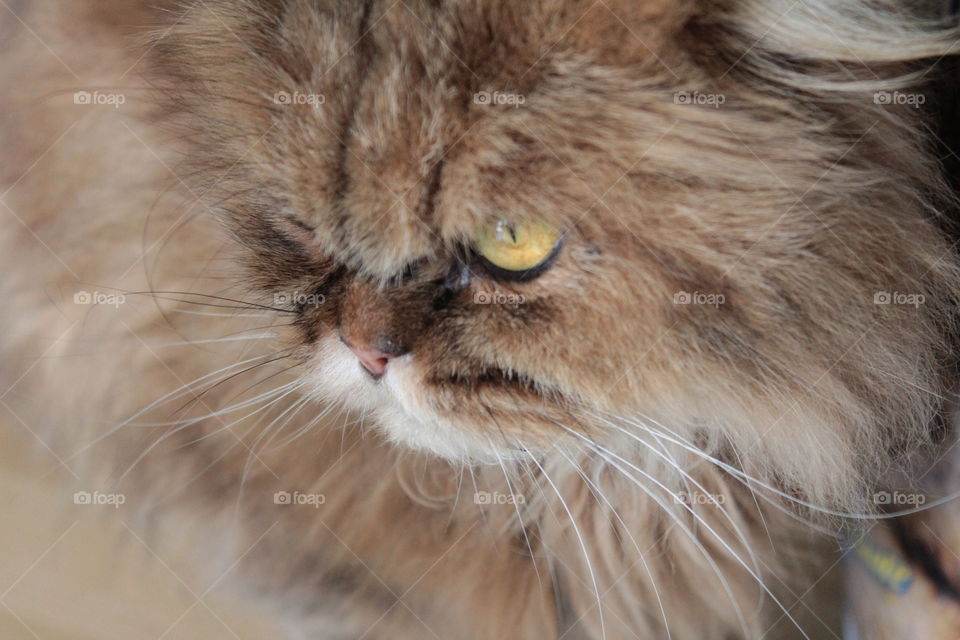 A close-up of a stunning domestic persian cat