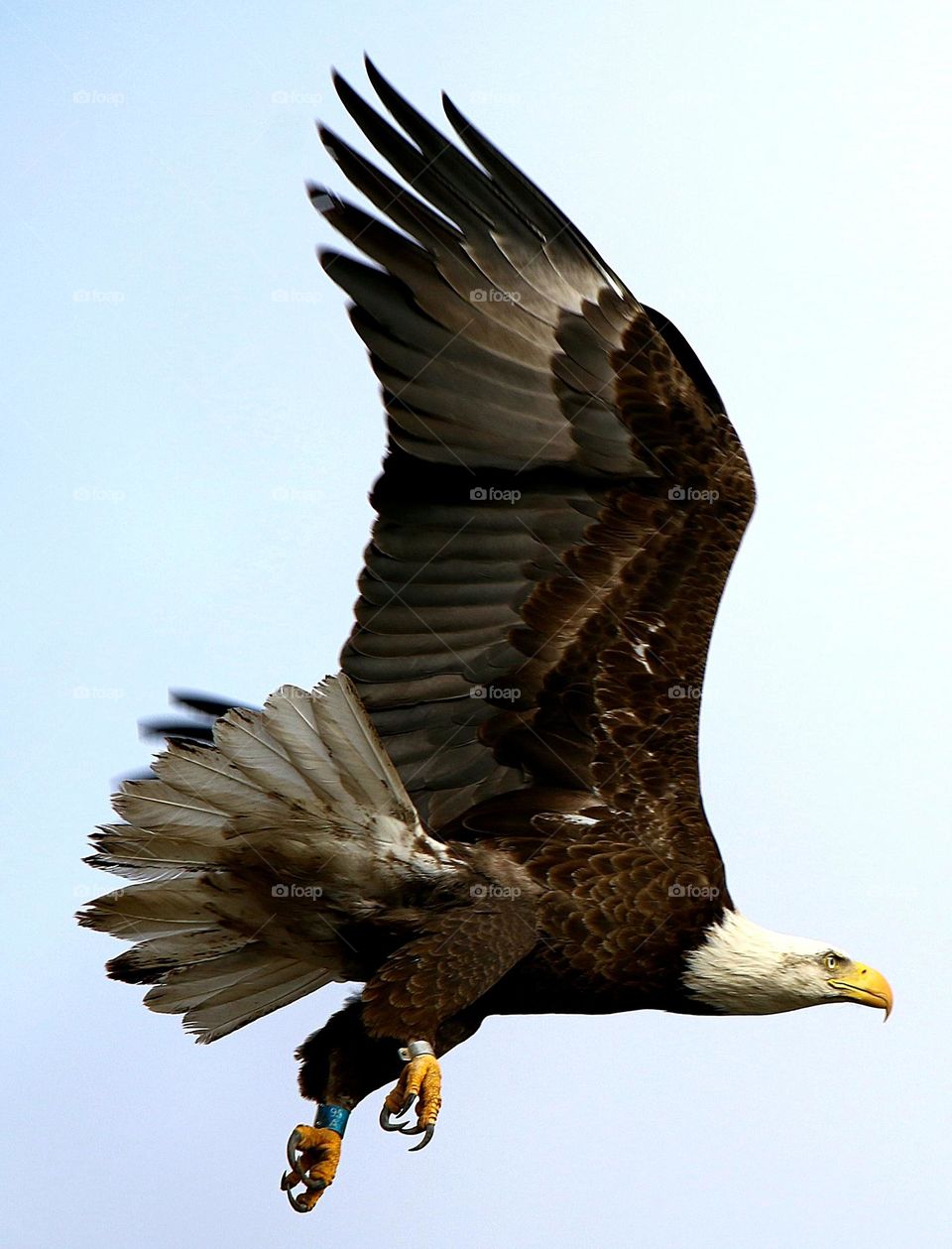 Bald Eagle on Flight