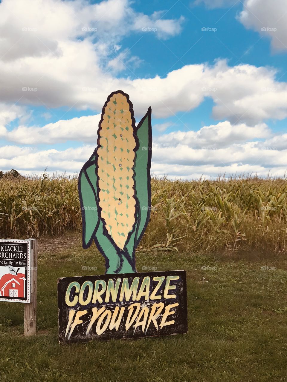 Corn maze on a September day in Michigan 