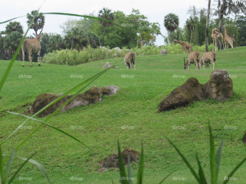 Grass, Nature, No Person, Outdoors, Agriculture