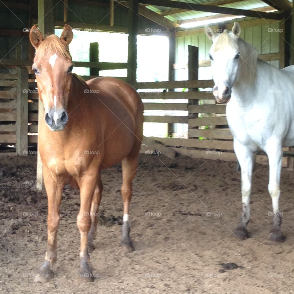 Buddies in the barn. Two horses standing together in the barn out of the summer heat