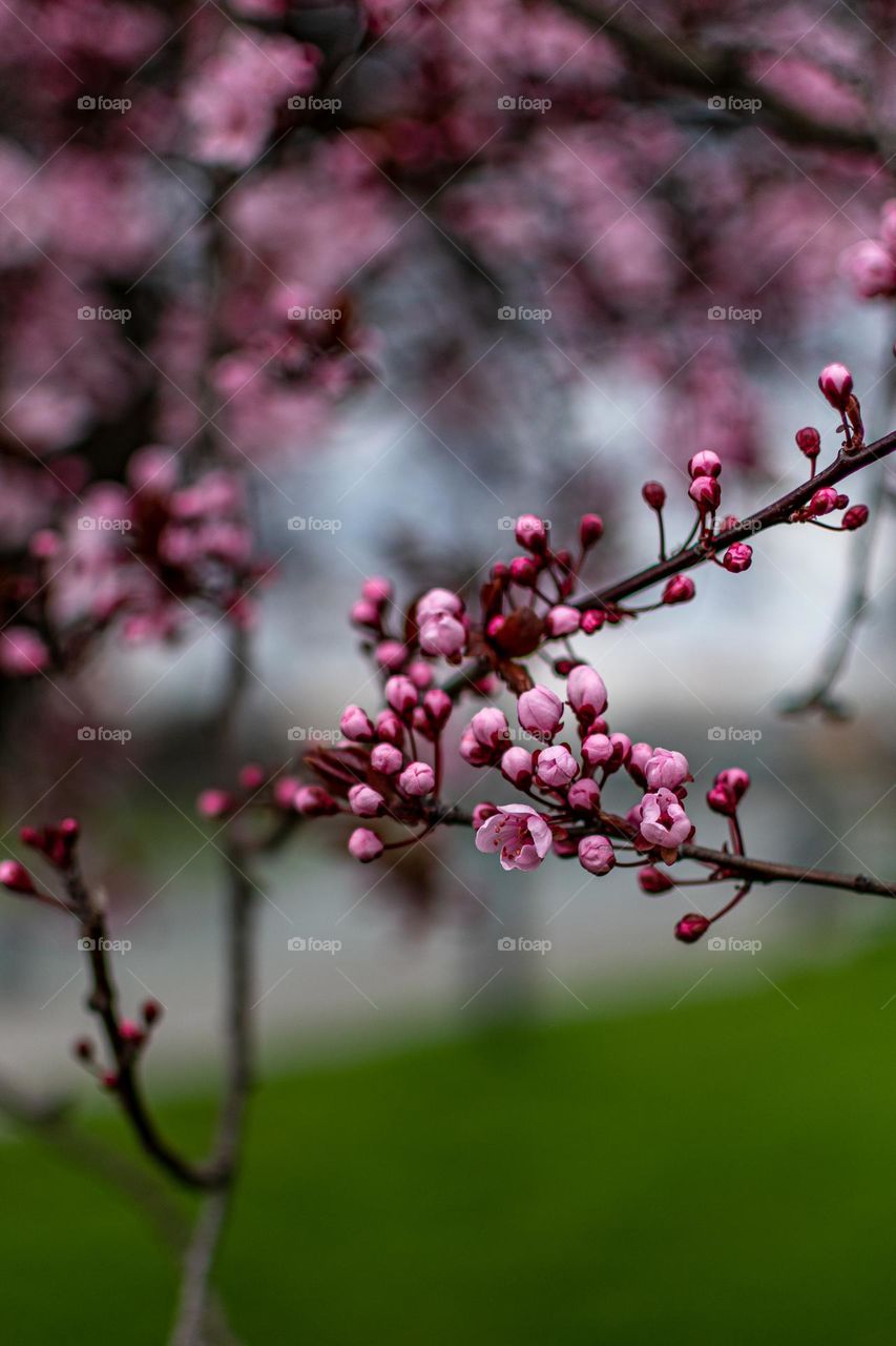 Blooming tree