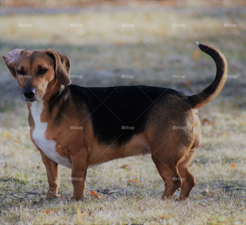 dog standing