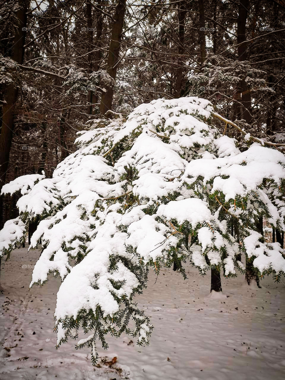 A spruce branch bent under a thick layer of snow