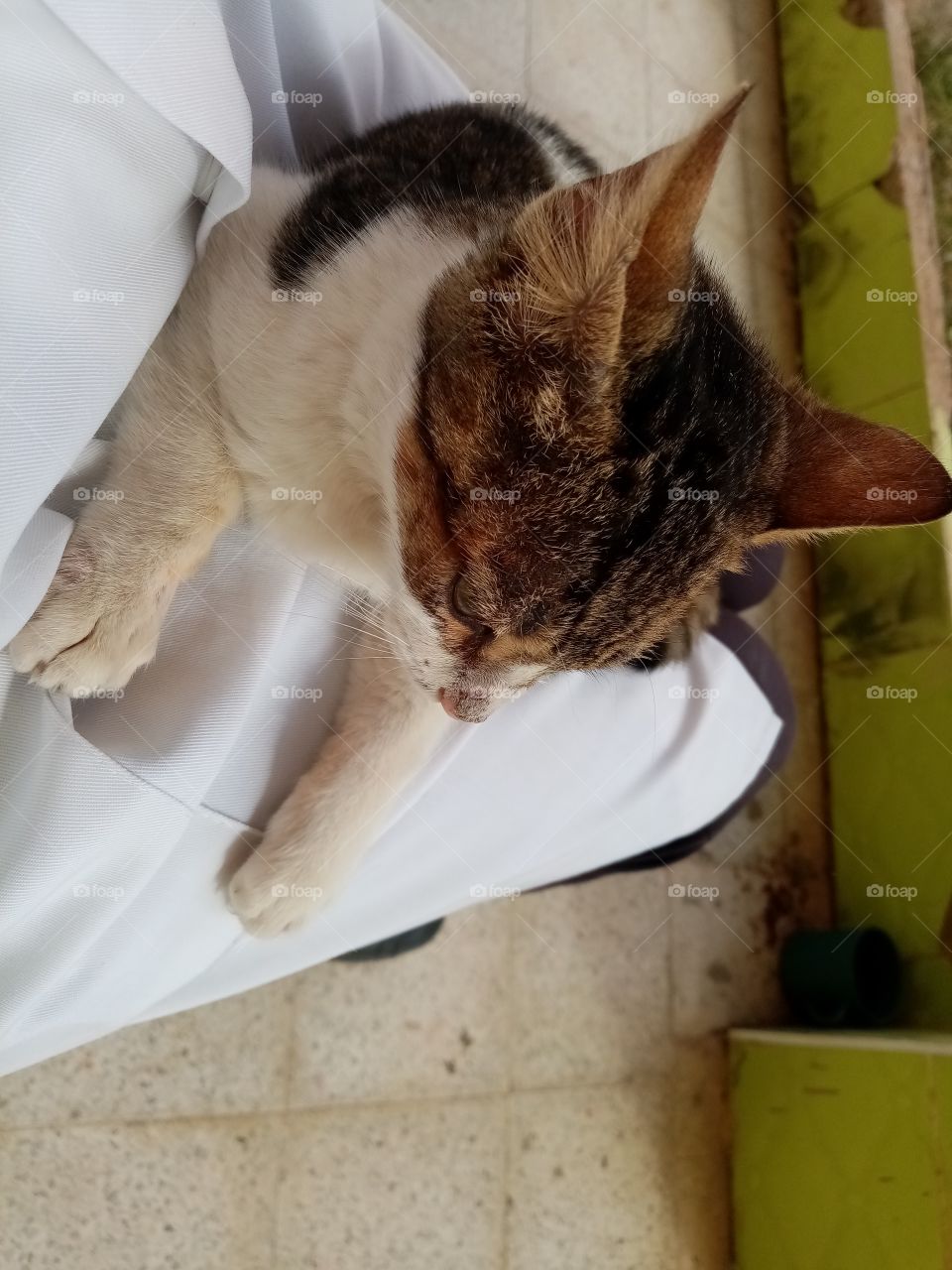 Just a few minutes this cat Will be my freind