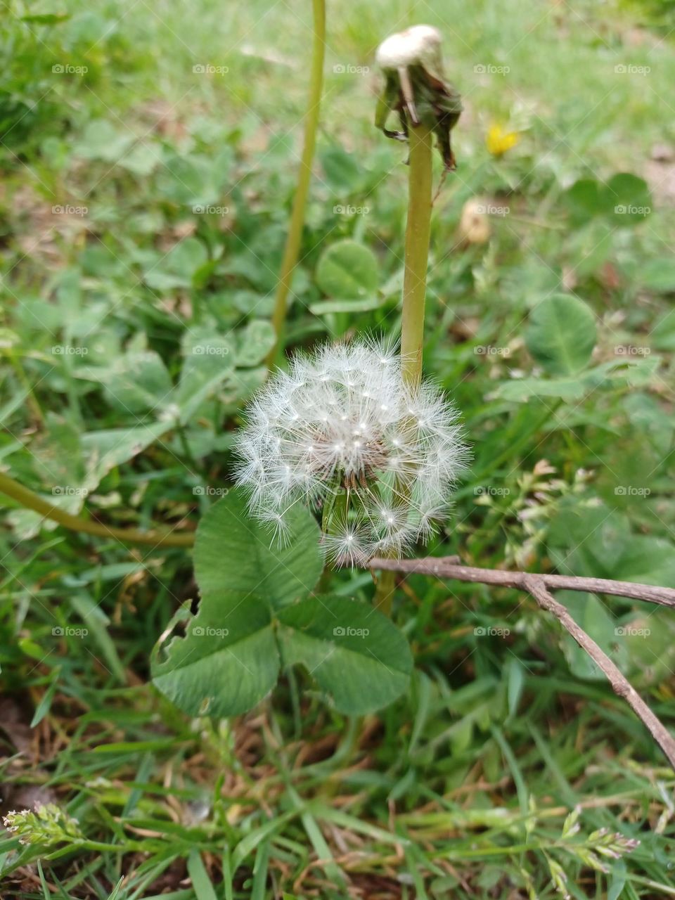 Plants around us -- dandelion
