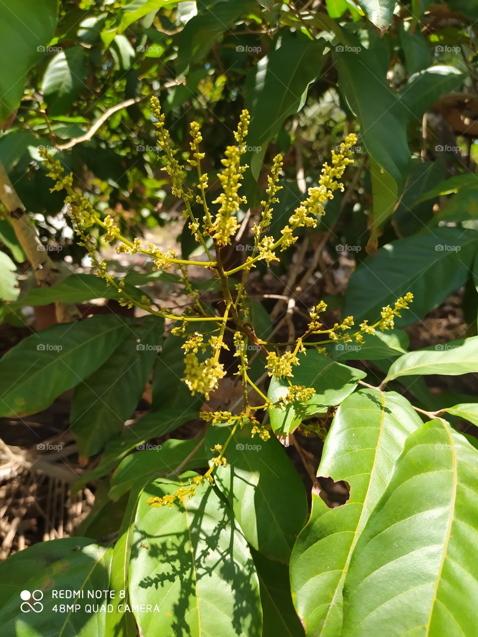 Leaf, Nature, Flora, Tree, Garden