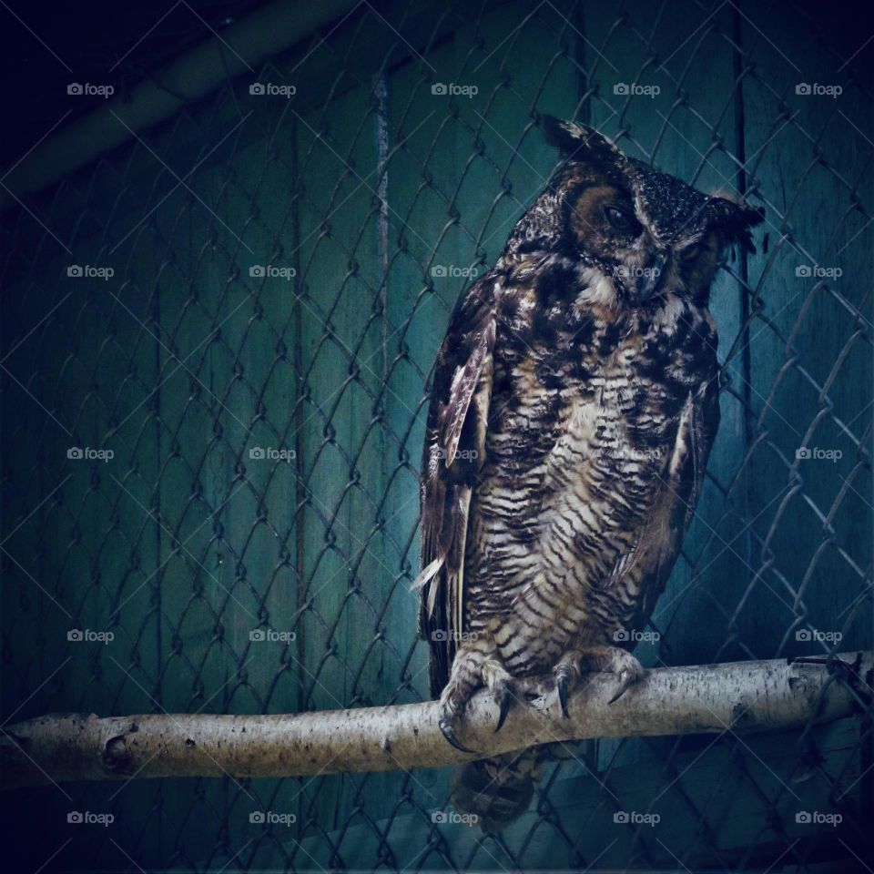 Owl perched on a tree branch...