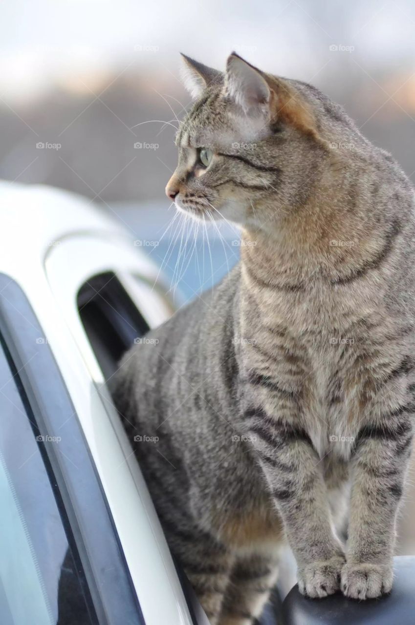 Cat climbing curiously out of a car window