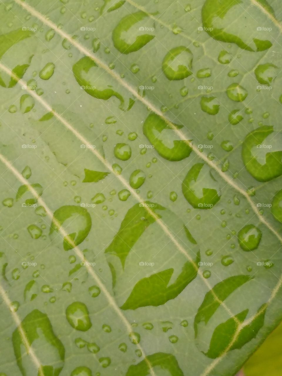 Water Drops On Leaves